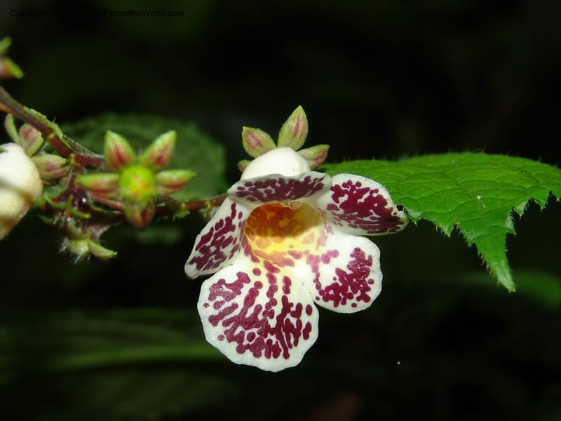 Monopyle, Croat 96416--Ecuador. Prov. Pichincha. Pacto-Pto. Quito Rd.. 25 Mar 06. 499 (2).jpg