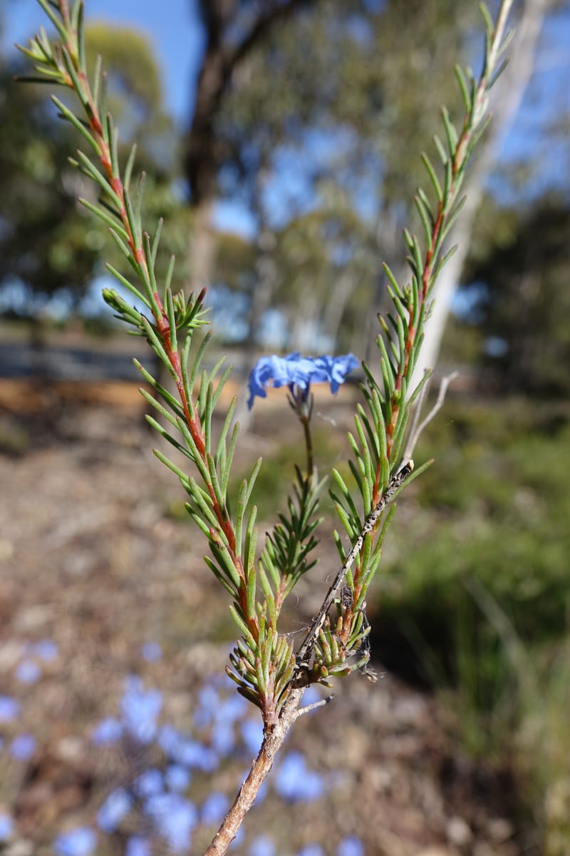 Lechenaultia biloba, not collected--Australia. W.A. Flora Rd. 22 Oct 2016. DSC03739 (60).JPG