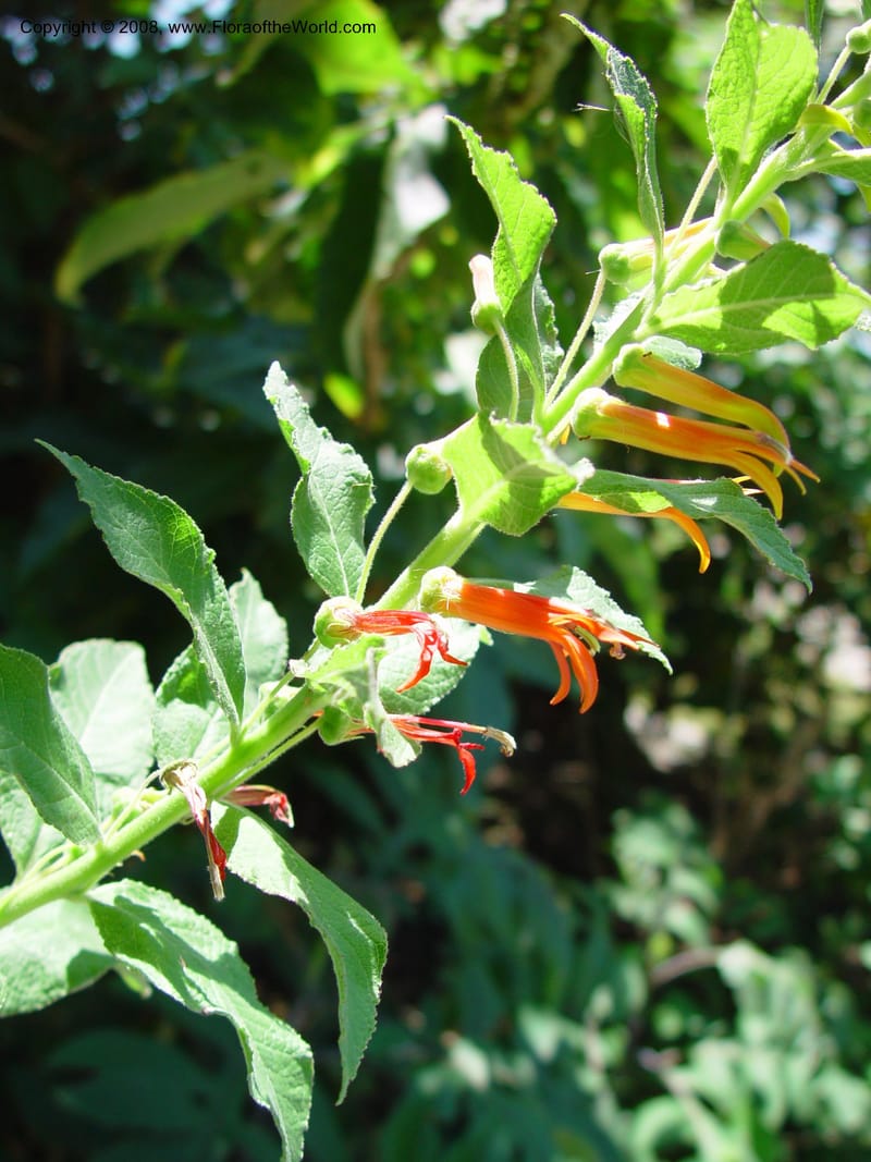 Lobelia--Costa Rica. INBio Parque, San Jose. 29 Mch 03. 090.jpg