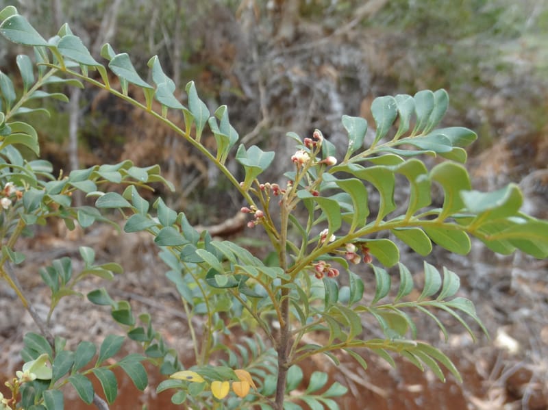 Guioa villosa, Callmander, M 1257--New Caledonia. Tiebaghi. 17 Nov 2015. DSC03437 (198).JPG
