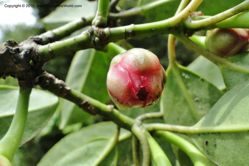 Illicium, Regalado 1782--Viet Nam. Ban Khoang Commune. 4 May 2011. 195 (2).jpg