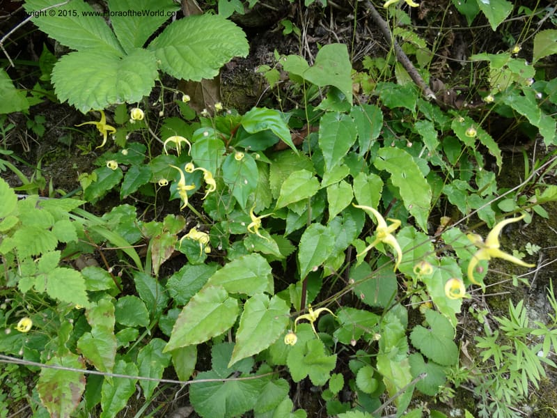 Epimedium, Boufford, D 43586--China. Sichuan. Tudiling Tunnel. 6 May 2014. DSC03860 (210).JPG