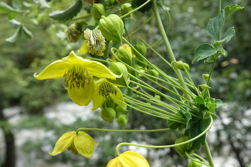 Clematis tangutica, Not collected--China. Sichuan. Yibailingba-gou. 12 Aug 2017. DSC04660 (458).JPG
