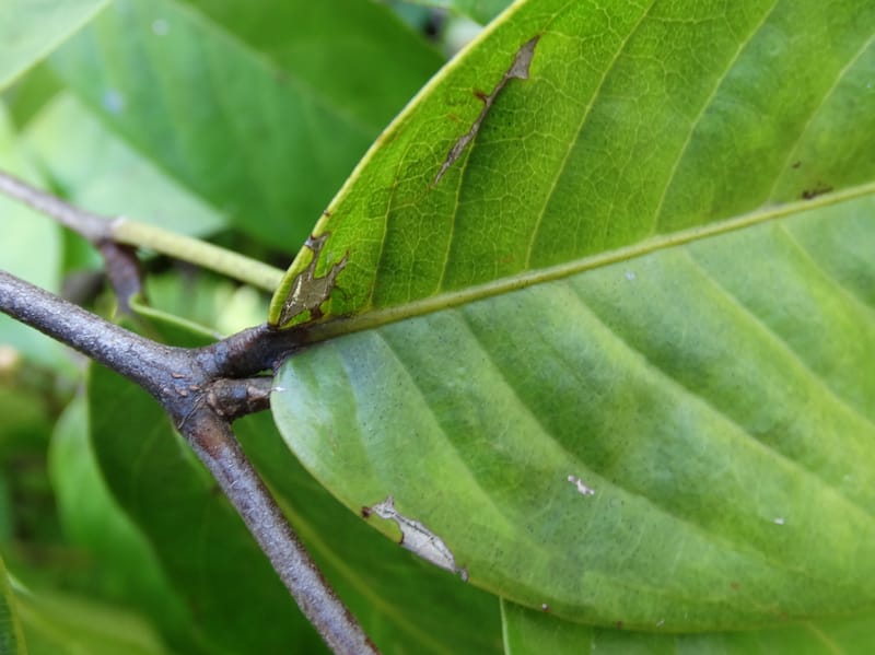 Atuna racemosa, Munzinger, J 7370--Fiji. Wailevu Rd. 6 Nov 2015. FDSC09813 (11).JPG