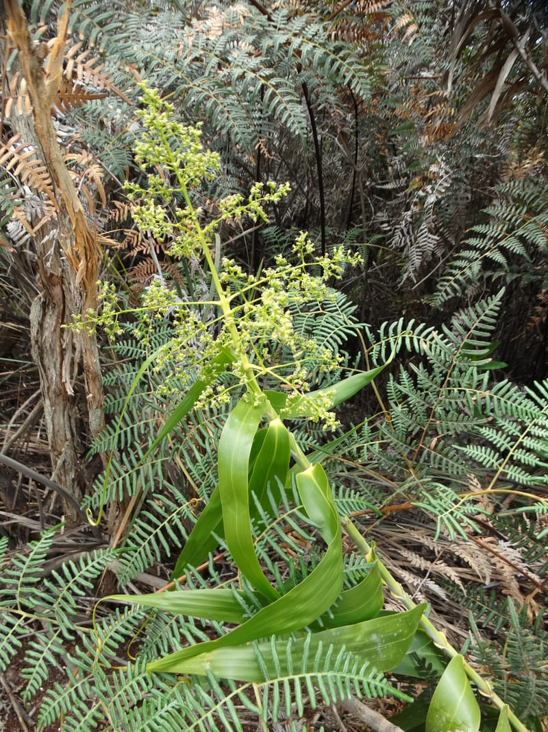 Flagellaria, Callmander, M 1254--New Caledonia. Tiebaghi. 17 Nov 2015. DSC03437 (1).JPG