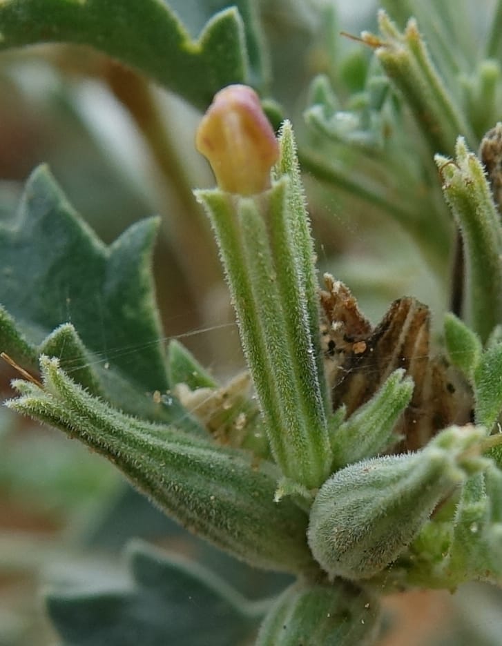 Chascanum pumilum, L. Nanyeni 1252--Namibia. Eningu Clayhouse Lodge, no. 2. 27 Mar 2018. DSC03756 (95).JPG