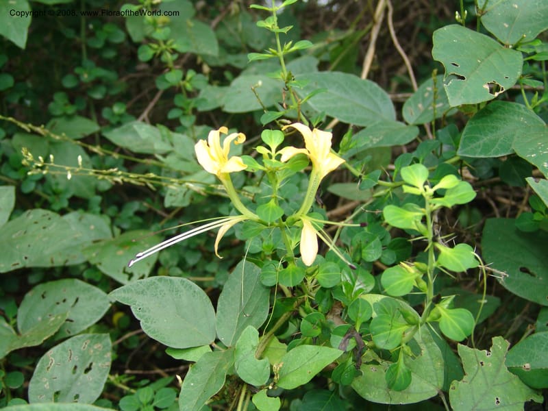 Barleria rotundifolia--So. Africa. Lowveld Nat. Bot. Gard. 14 Mch 05. 222.jpg