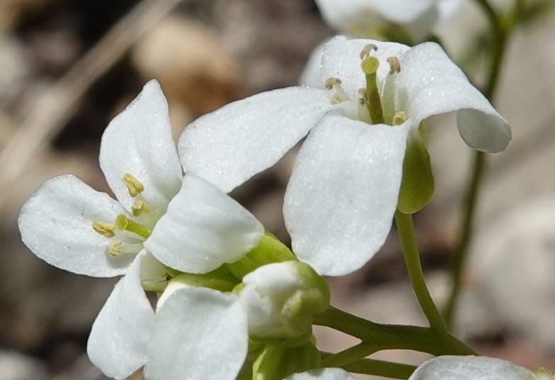Arabis nuttallii, C. Davidson 14036--ID, Valley Co. Elkl Summit. 18 July 2019. DSC00995 (12).JPG