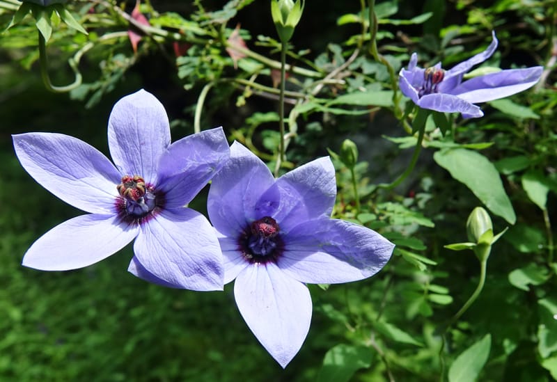 Codonopsis, C. Davidson 13768--China. Sichuan. Yibailingba-gou. 12 Aug 2017. DSC04660 (79).JPG
