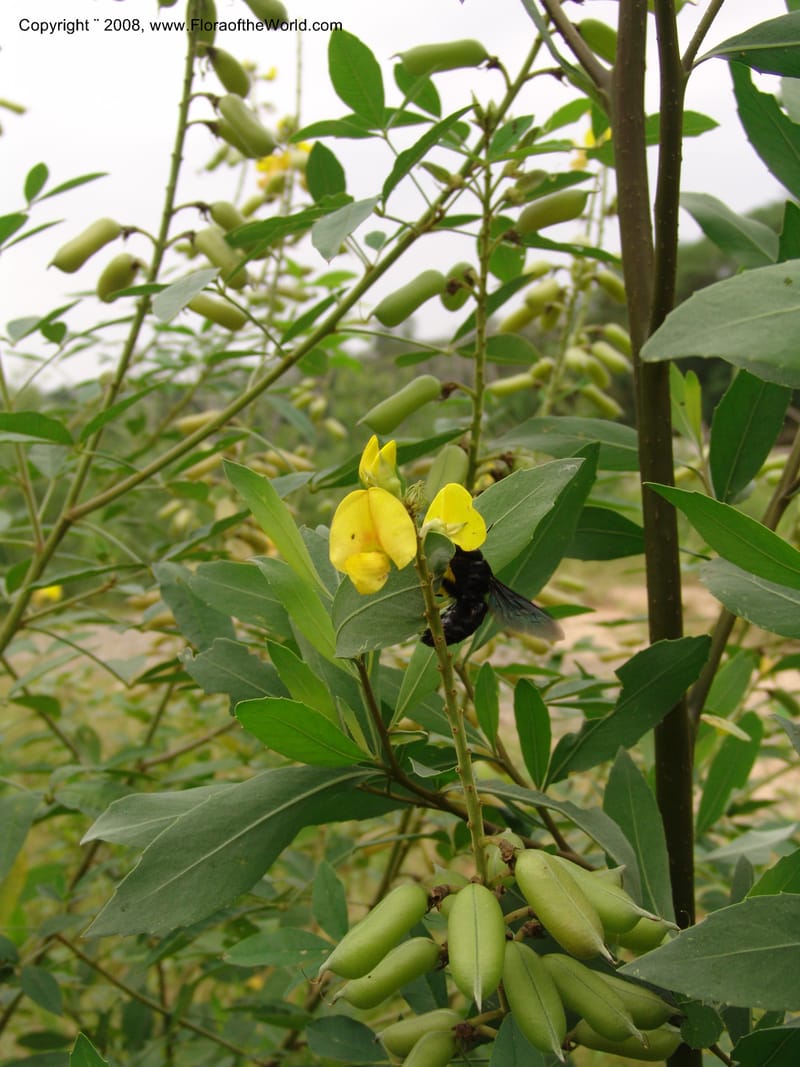 Crotalaria micans, Xylocopa, AAraujoM3097--Bolivia. Pq. Nal. Madidi. Rio Yariapo, 4 km E of Chalalan. 25 Sep 06. 050.jpg