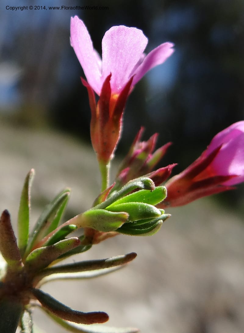 Douglasia, Davidson, C 12194--ID. Boise Co. Scott Mtn. Lookout Road. 18 Jun 2013. DSC06609 (77).JPG