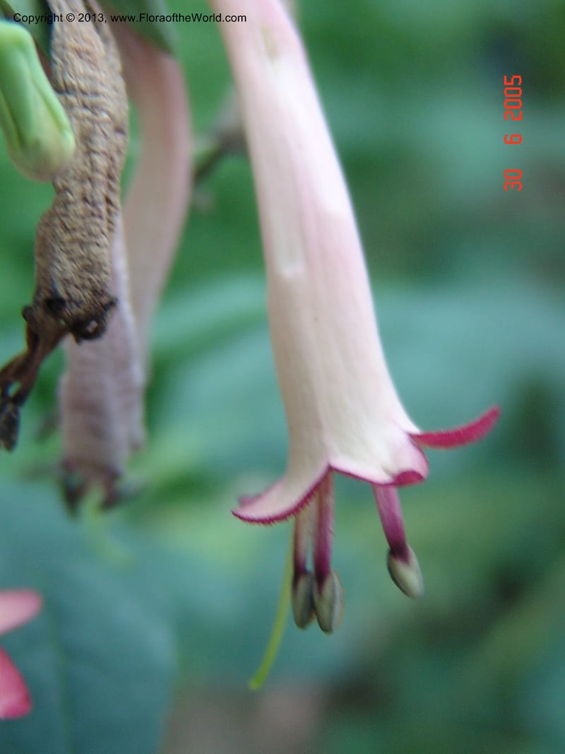Phygelius capensis--Chicago. Garfield Park Conservatory. 6-05. 039 (4).jpg