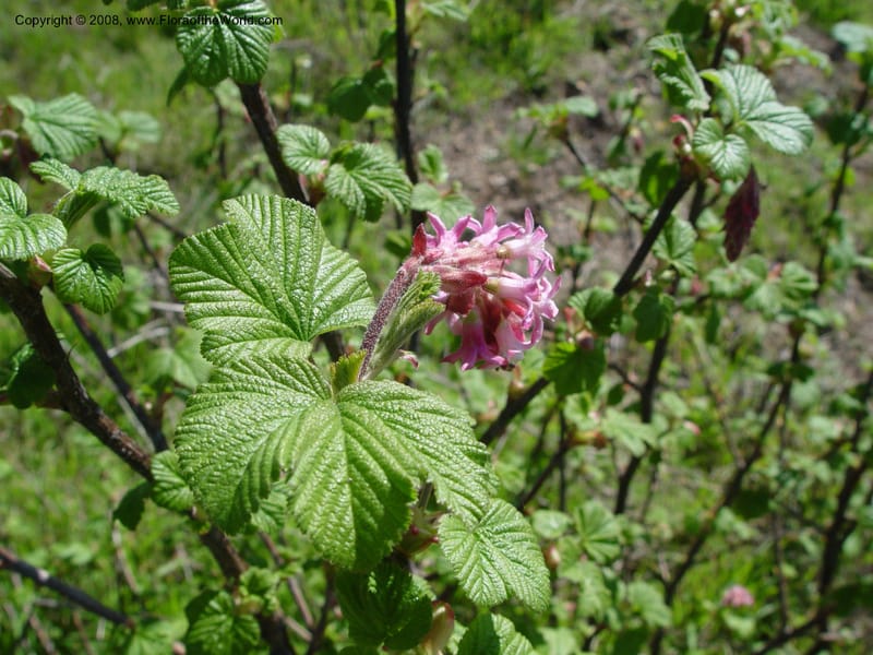 Ribes sanguineum v. glutinosum--CA. Alameda Co. Skyline Dr. just N of Huckleberry Bot. Reg. Pres. 11 Feb 04. 074.jpg