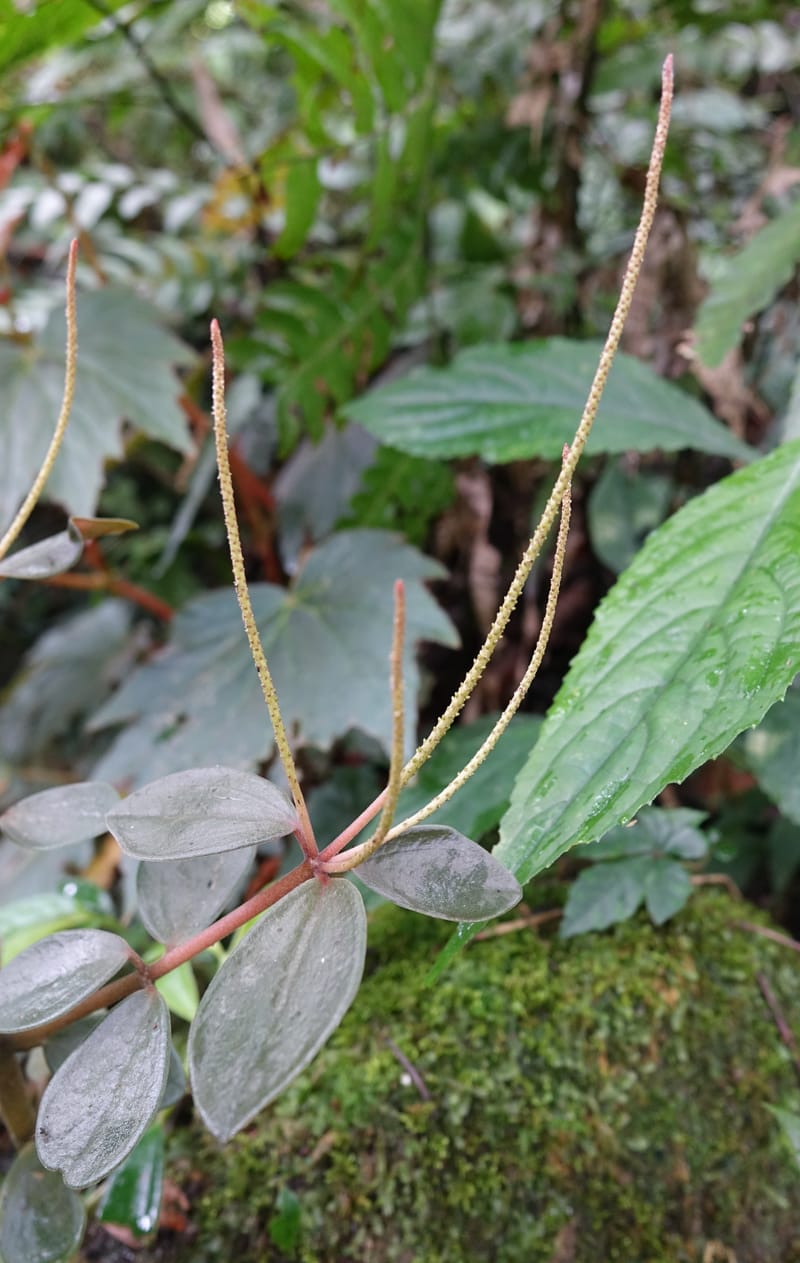 Peperomia sui, Tseng Yu-Hsin 1339--Taiwan. Xitou Nature Education Area. Giant Tree Logging Rd. 22 May 2016. DSC03924 (175).JPG