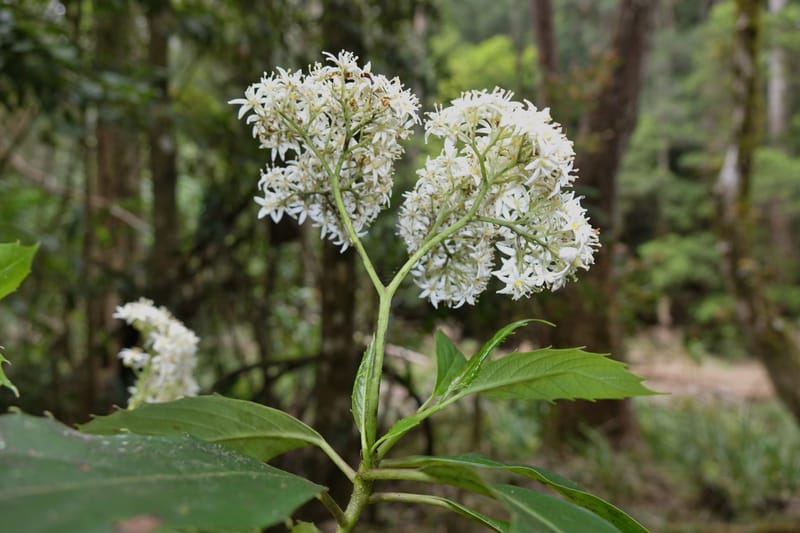 Cuttsia viburnea, Davidson, C 13348--Australia. Qld. Austinville Rd. Stop 4. 17 Oct 2016. DSC02986 (27).JPG