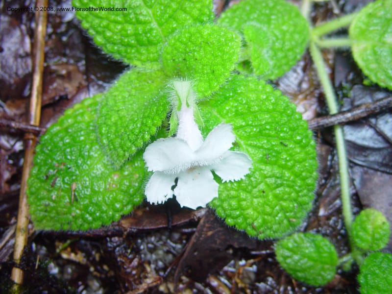 Episcia sphalera, JSmith4136--Fr. Guiana. The inselberg at Les Nouragues. 15 Mch 02. 005.jpg