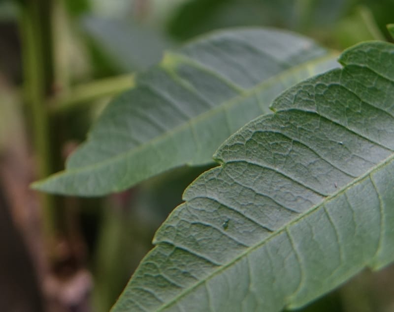 Eurycorymbus cavaleriei, Chung Kuo-Fang 3353--Taiwan. Wulai Distr. Wulai village. Chia Jiao Liao. 19 May 2016.  (17).JPG