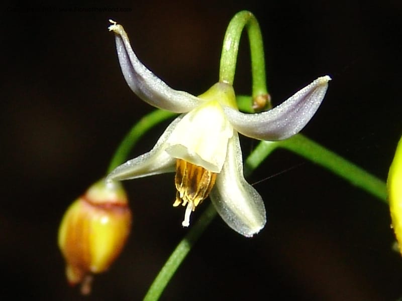 Dianella ensifolia, ROR1594--Madag. Parc Nat. Montagne d'Ambre. 11 Nov 06. 419.jpg