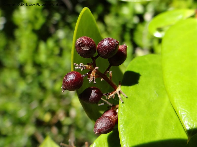Griselinia scandens, W. D. Stevens 34067--Chile, Reserva Tanume, 14 Feb 2013  7977 (9).JPG