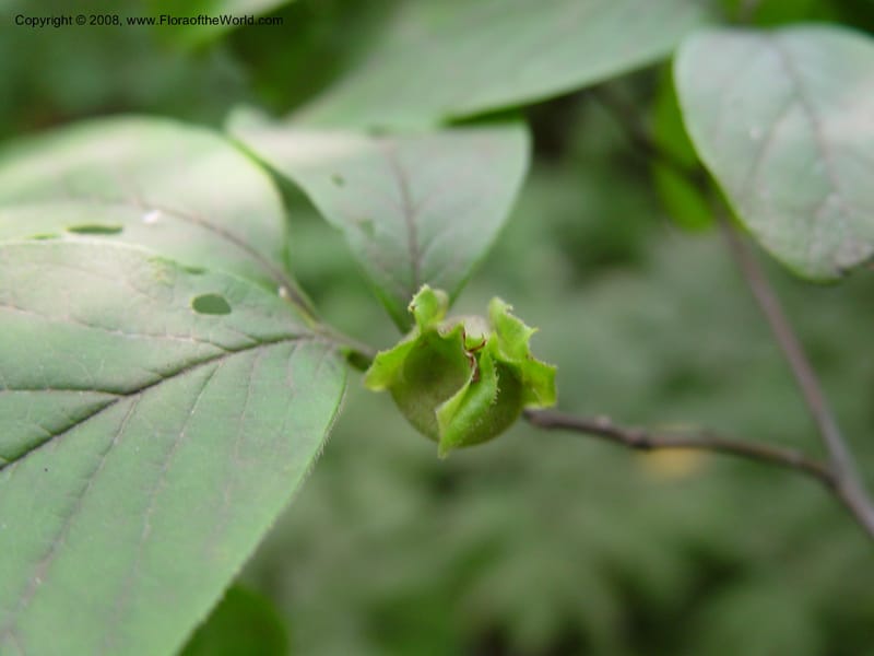 Stewartia malacodendron--DE. Mt. Cuba Center. 24 Jun 03. 062.jpg