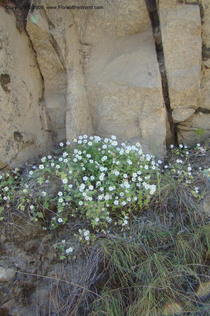Nemophila kirtleyi, C. Davidson 11355--ID. Idaho Co. Salmon River Rd. 17 May 09. 207.jpg