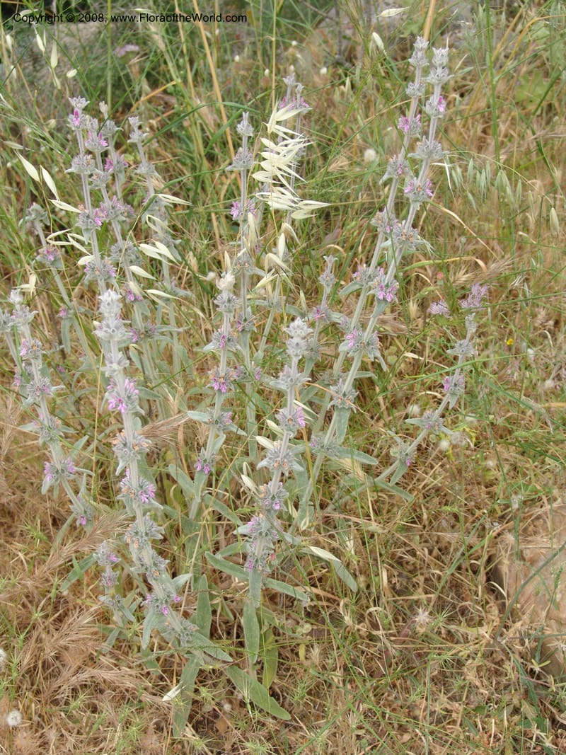 Stachys cretica--Crete. Ep. Kisamos. Sirikari Gorge. 25 May 05. 311.jpg