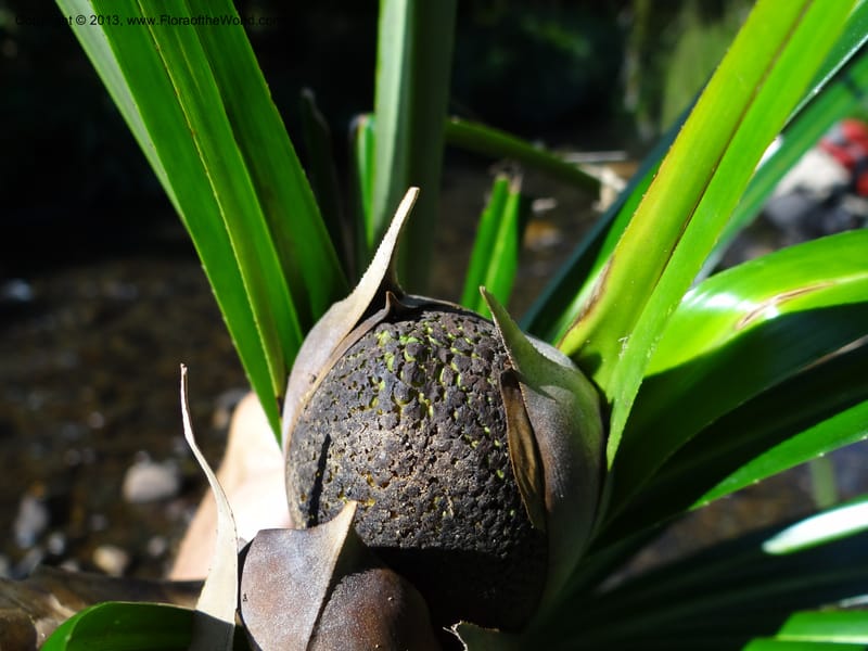 Pandanus discostigma, Callmander 1033--Malaysia. Sabah. Tahan Niaga Plantation. 8 Apr 2012. DSC07609 (45).JPG