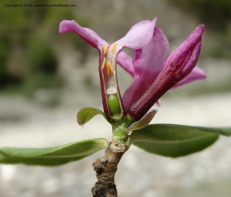 Daphne, Boufford, D 43616--China. Sichuan. ShaShiDuo. 8 May 2014. DSC04232 (49).JPG