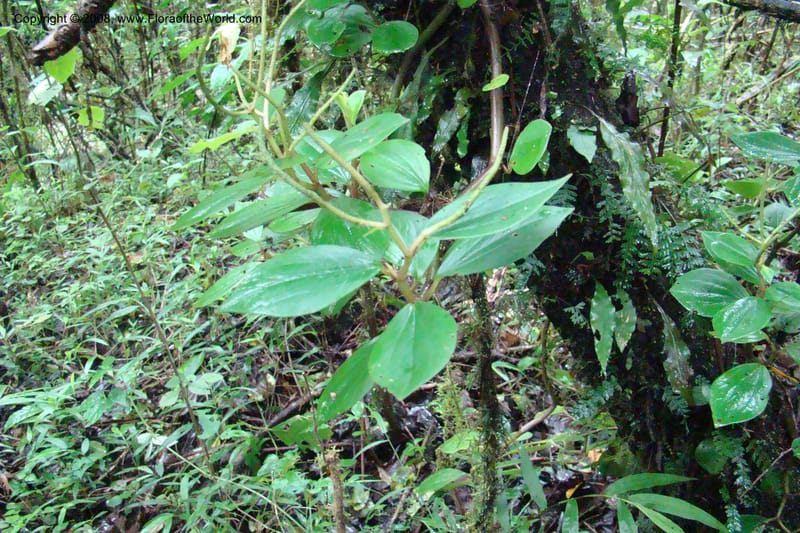 Peperomia fernandopoiana v. butaguensis, WKindeketa2972--Tanz. Rungwe Distr. Rungwe For. Res. 24 Jan 08. 069.jpg