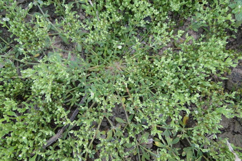 Caryophyllaceae, Regalado 1967--Viet Nam. Forest Block 19. 15 May 2011. 216 (4).jpg