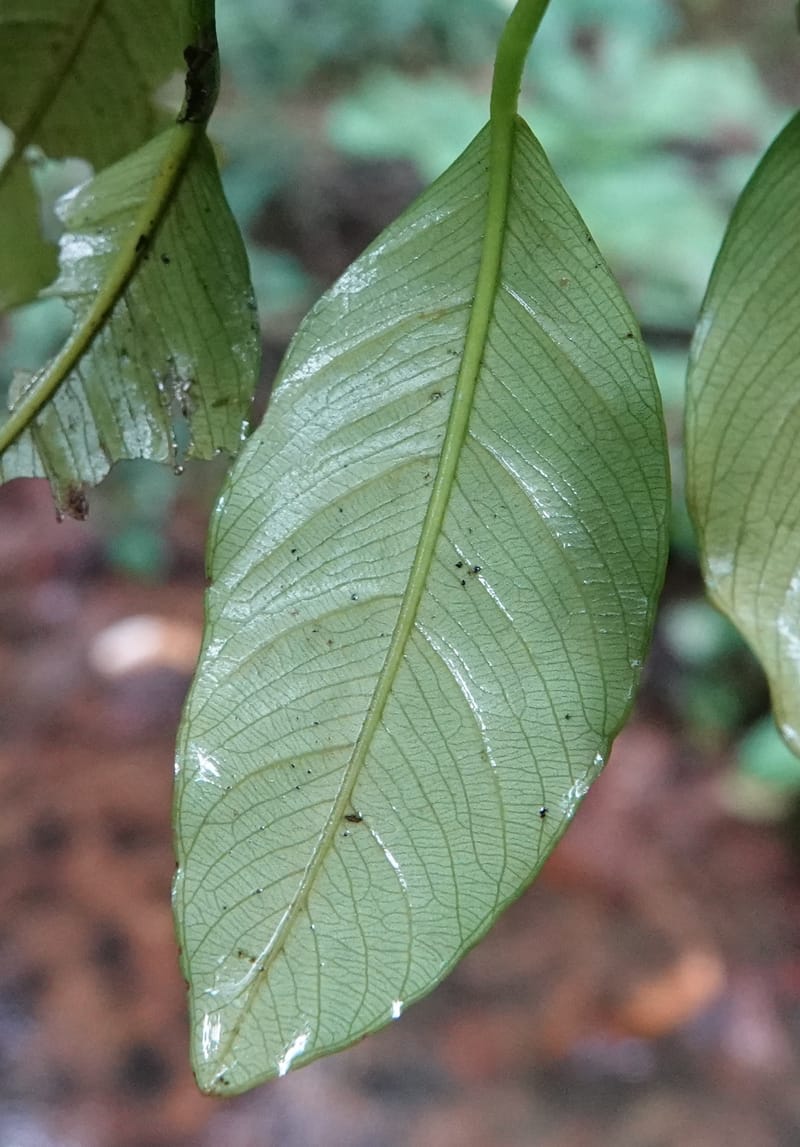 Anubias, C. Davidson 13942--Gabon. Maurel & Prom Oil Rd. 2 Nov. 2018. DSC01376 (77).JPG