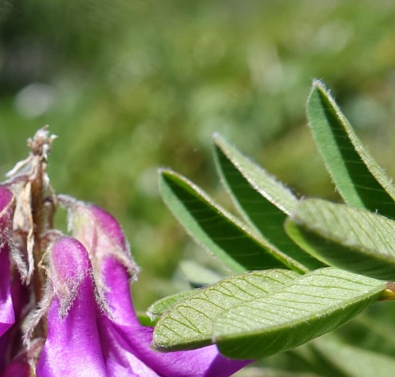 Hedysarum hedysaroides, Davidson, C 13308--Switzerland. Les Violettes. 4 Jul 2016. DSC09126 (67).JPG