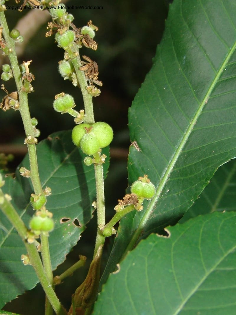 Argomuellera macrophylla--So. Africa. Lowveld Nat. Bot. Gard. 14 Mch 05. 428.jpg