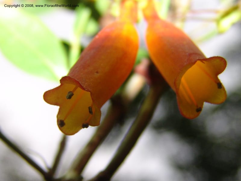 Halleria elliptica, W195--So. Africa. Mpumalanga. Karino, Whyte Thorne Garden. 14 Mch 05. 084.jpg