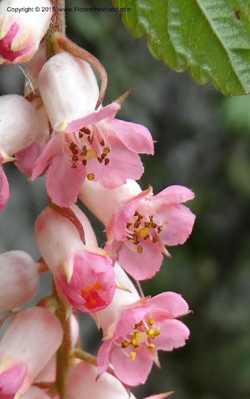 Neillia thibetica, Boufford, D 43710--China. Sichuan. LongDongZhen on Rd. to LeiYuan Shan. 13 May 2014. DSC05860 (15).JPG