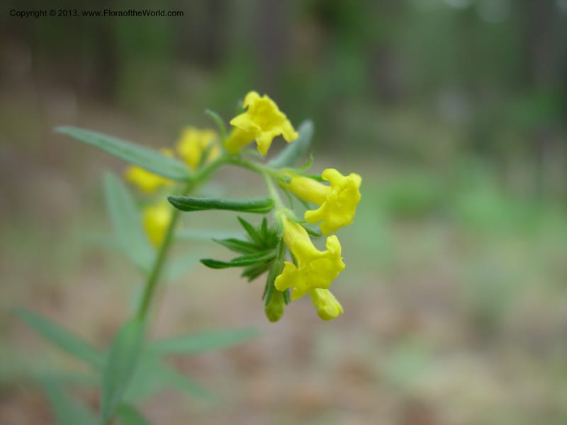 Lithospermum multiflorum--AZ. Hwy 89A, Oak Cr Canyon, s of Flagstaff. 5 Jun 03. 015 (2).jpg