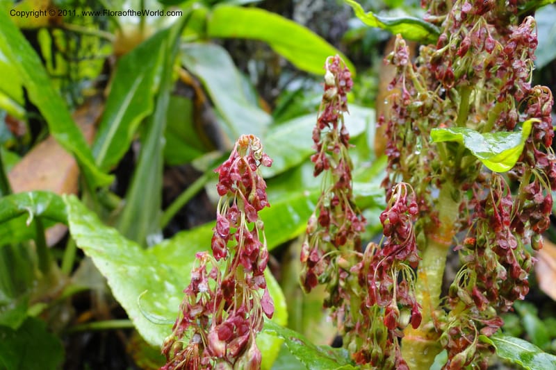 Rumex tolimensis, Ulloa 1994--Ecuador. Napo. Papallacta to Baeza. 1 Jun 2011. 376 (23).jpg