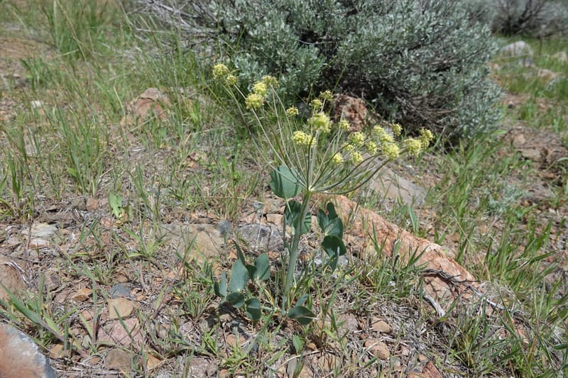 Lomatium nudicaule, C. Davidson 13561--ID. Blaine Co. Rock Creek Preserve. TNC. 14 May 2017. DSC00477 (79).JPG