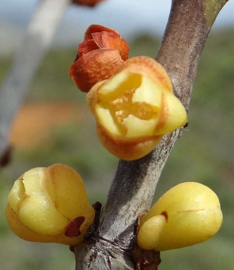 Garcinia, Munzinger, J 7454--New Caledonia. Tiebaghi. 17 Nov 2015. DSC03437 (103).JPG