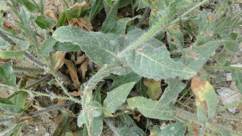Anchusa italica, 6.1--Iraq. Kurdistan. Shakh-i Sakran. 19 June 2010. 105 (5).jpg