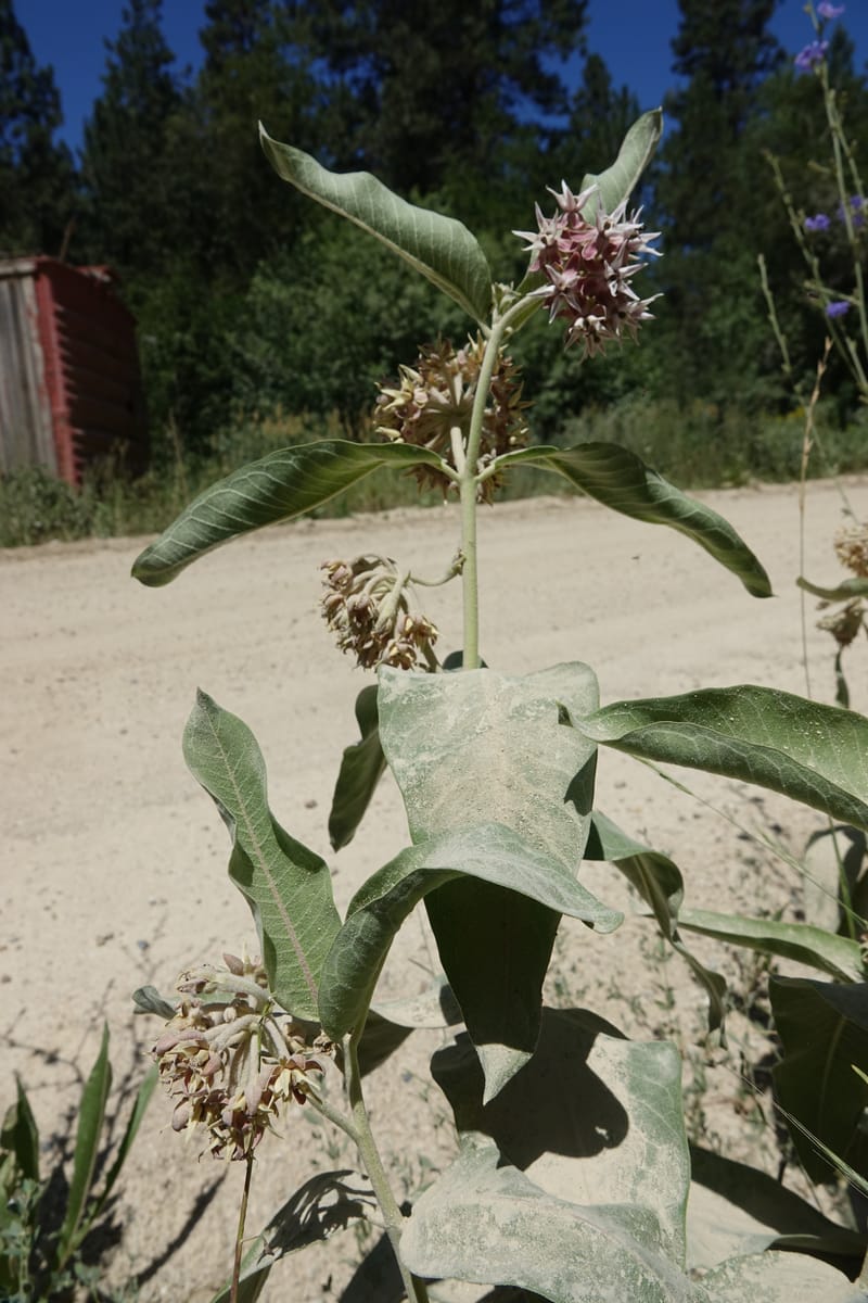 Asclepias speciosa, C. Davidson 13729--ID. Boise Co. Robie Creek Rd. 21 July 2017. DSC03548 (50).JPG
