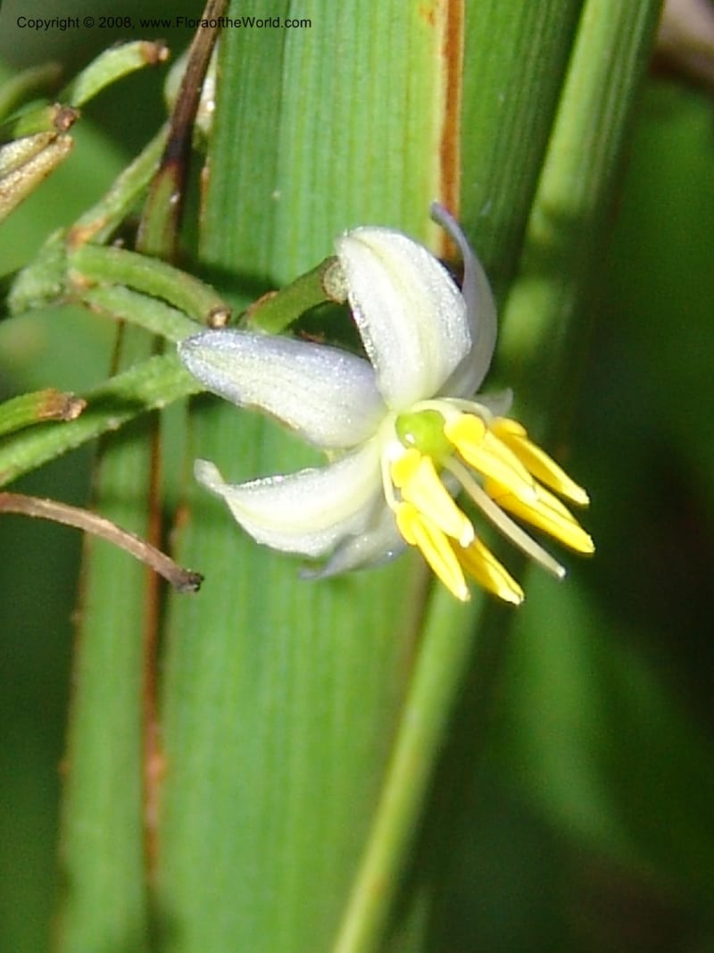 Dianella ensifolia, X4.1071--CA. San Francisco Arbor. 3 Jul 07. 063.jpg