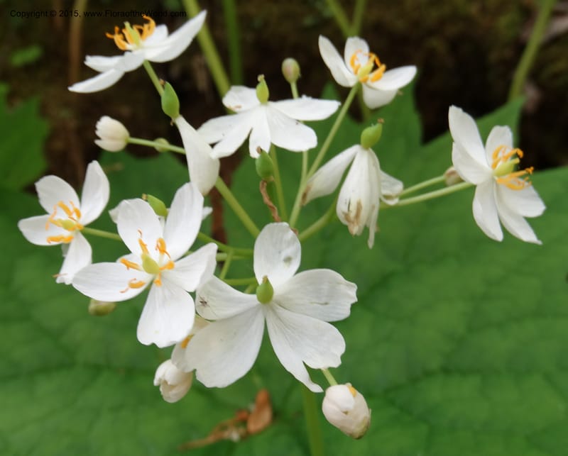 Diphylleia cymosa, Davidson, C 12981--North Carolina. Clay Co. Perry Gap Rd, Barnard's Cr. 13 May 2015. DSC04860 (19).JPG