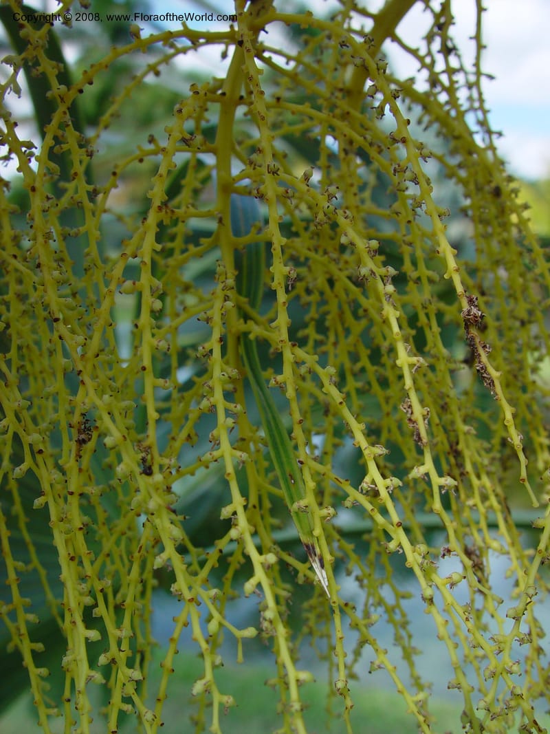 Thrinax morrisii. P.1914 B--FL. Fairchild Tropical Gard.  16 Jan 03. 036.jpg