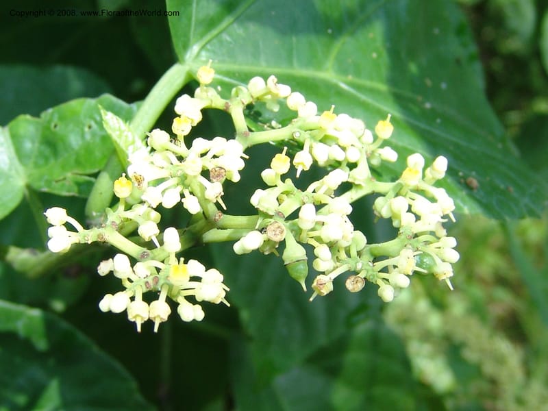 Cissus verticillata, AAraujoM1542--Bolivia. P. Nac. Madidi. Chalalan, Rio Tuichi. 24 Nov 04. 035.jpg