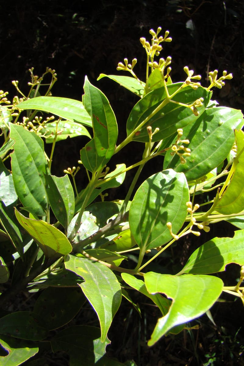 Cinnamomum, Regalado 1744--Viet Nam. Thua Thien Hue Prov. Phu Loc Distr. Bach Ma. 13Apr 09. 274.jpg