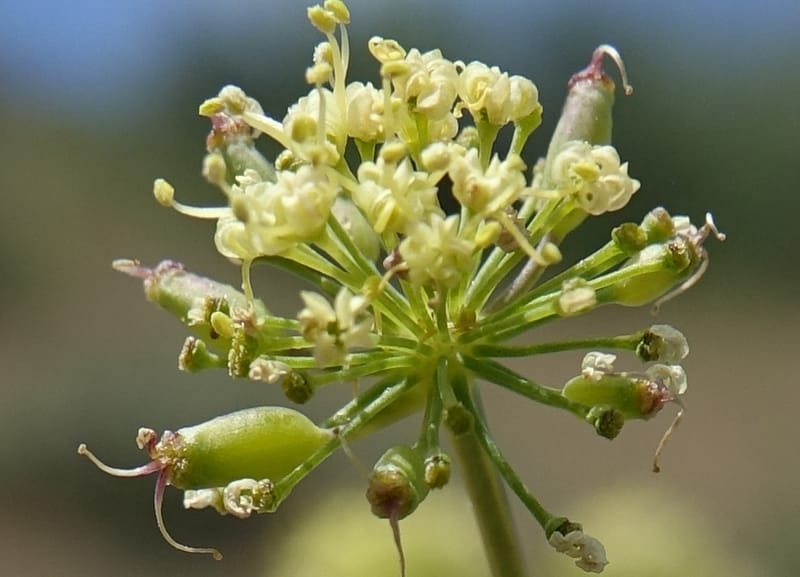 Lomatium nudicaule, C. Davidson 13561--ID. Blaine Co. Rock Creek Preserve. TNC. 14 May 2017. DSC00477 (64).JPG
