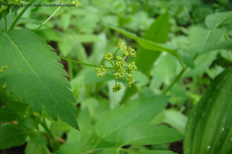 Osmorhiza purpurea, C. Davidson 11422--Idaho. Adams Co. Smokey Boulder Rd. 6 June 2009. 164.jpg