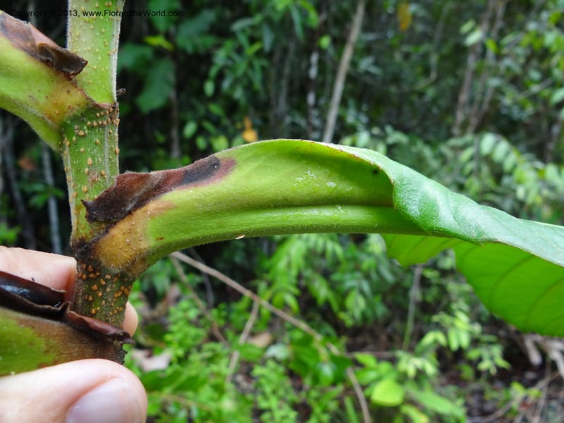 Dillenia, SAN.153241--Malaysia, Sabah. Tawai For. Res. 9 Apr 2012. DSC07890 (56).JPG