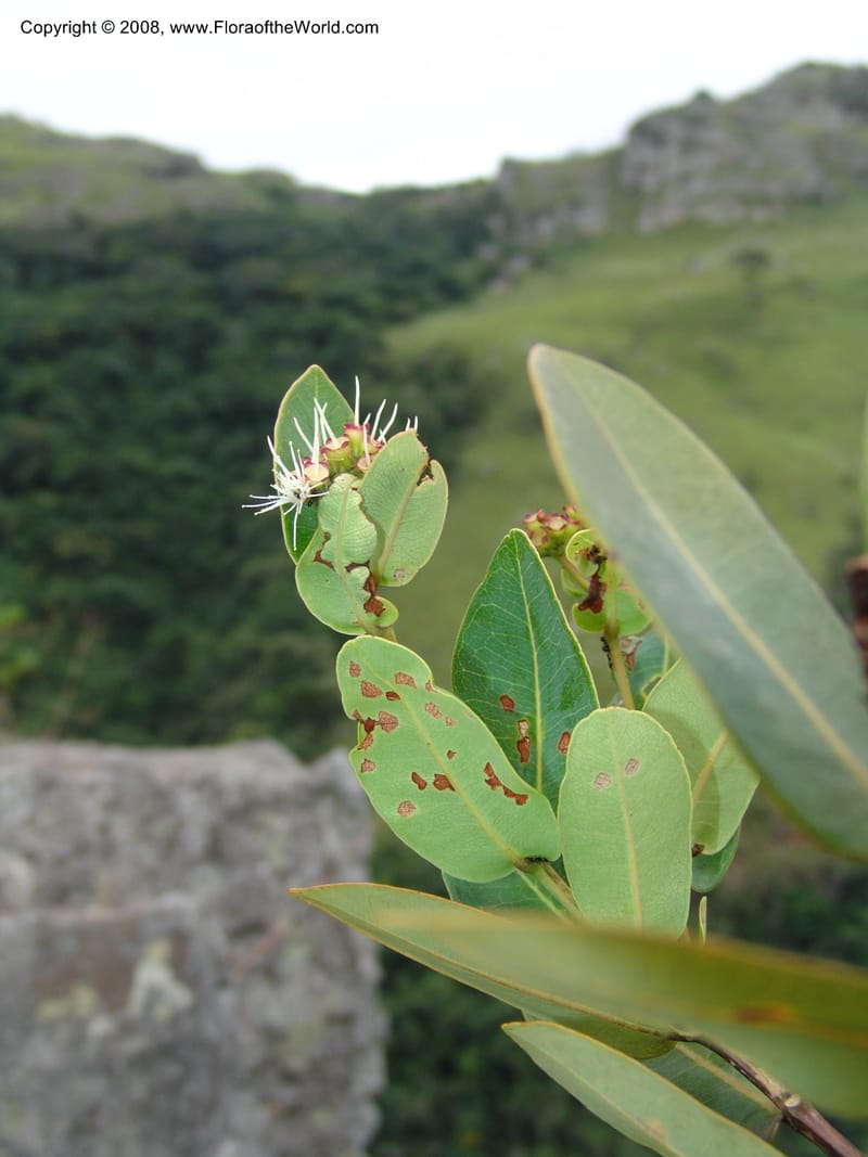 Syzygium cordatum--So.Africa. E. Cape. Umtamvuna Nat. Res. 11 Mch 05. 275.jpg